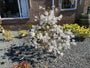 Sternmagnolie - Magnolia stellata