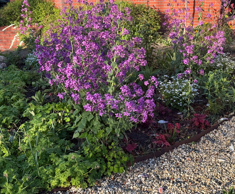 Damaszenerblume (lila/rosa) - Hesperis matronalis TIP