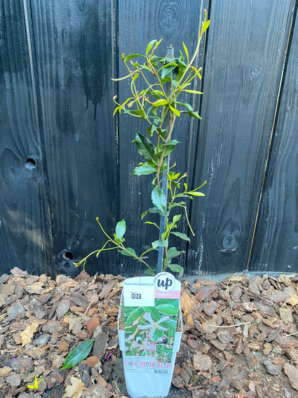 Toskanischer Jasmin (Rosa) - Trachelospermum Star of Ibiza