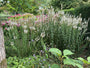 Spike-Ehrenpreis (weiß) - Veronica spicata 'Icicle'