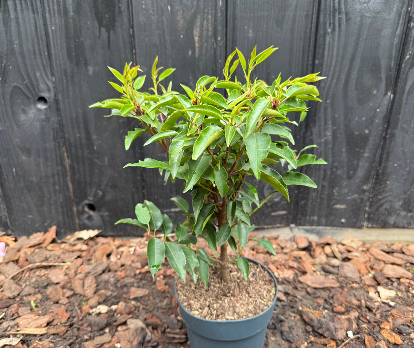 Portugiesischer Lorbeer - Prunus Lusitanica 'Angustifolia'