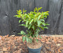 Portugiesischer Lorbeer - Prunus Lusitanica 'Angustifolia'
