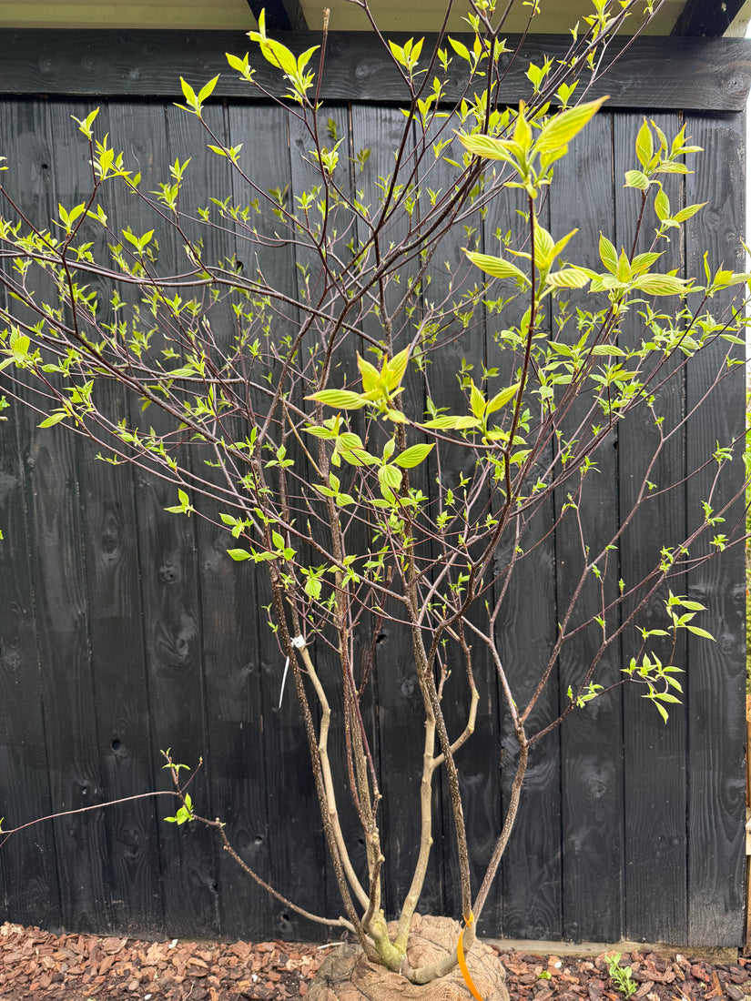 Riesen-Hartriegel - Cornus Controversa
