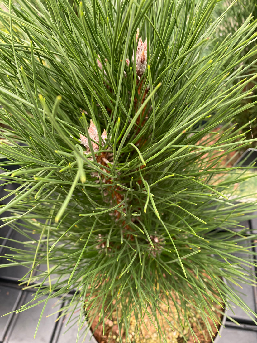 Schwarzkiefer - Pinus nigra 'Green Tower'