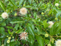 Kugelblume - Cephalanthus occidentalis