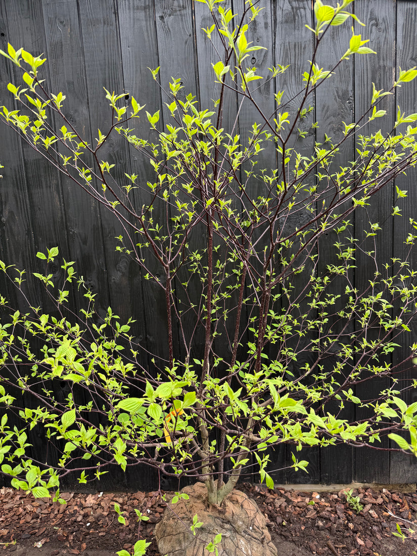 Riesen-Hartriegel - Cornus Controversa