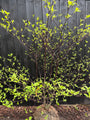 Riesen-Hartriegel - Cornus Controversa