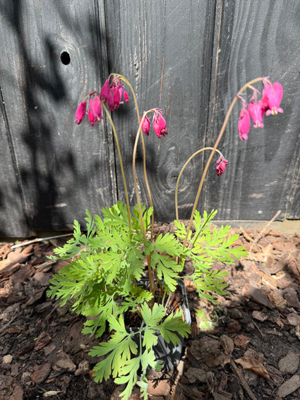 Gebrochenes Herz - Dicentra formosa 'Bacchanal'