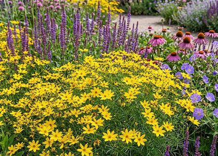 Mädchenaugen - Coreopsis Verticillata 'Zagreb'