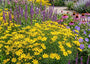 Mädchenaugen - Coreopsis Verticillata 'Zagreb'