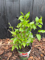 Bio-Maulbeerbaum - Morus Mulle 'Mojoberry'