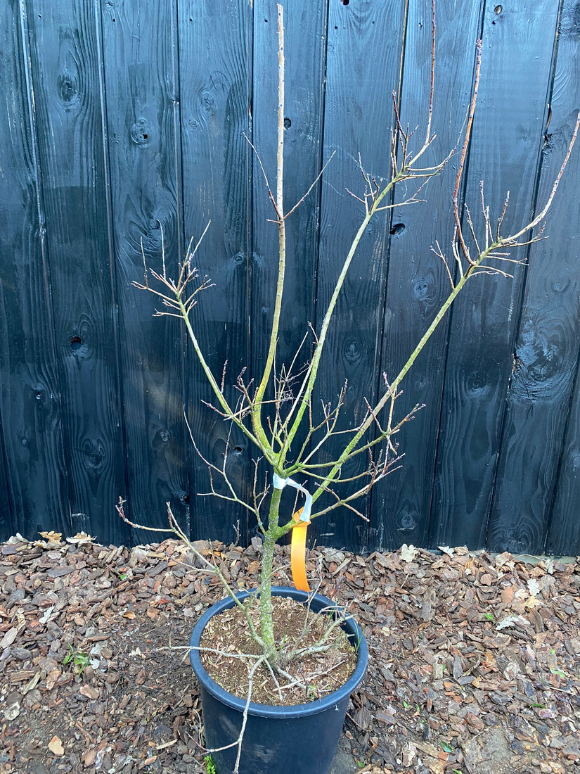 Roter Perückenbaum - Cotinus coggygria 'Royal Purple'