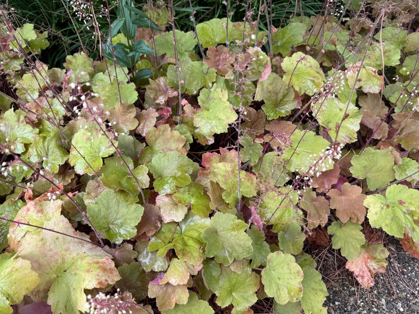 Purpurglöckchen (Bronze/Orange) - Heuchera 'Caramel'