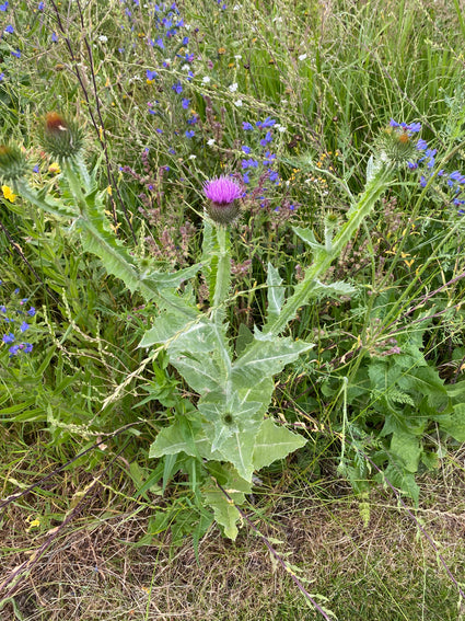 Straßendistel - Onopordum nervosum