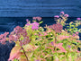 Japanische Spirea - Spiraea japonica 'Firelight' TIPP