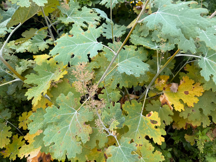 Gefiederter Mohn - Macleaya Cordata