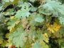 Gefiederter Mohn - Macleaya Cordata