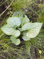 Kaukasisches Vergissmeinnicht - Brunnera Macrophylla 'Silver Heart'