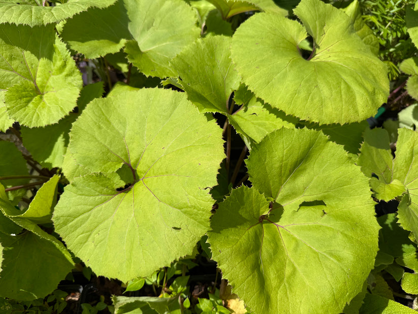 Japanische Pestwurz - Petasites japonicus