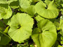 Japanische Pestwurz - Petasites japonicus