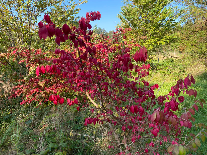 Geflügelter Kernbeißer - Euonymus alatus