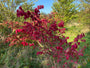 Geflügelter Kernbeißer - Euonymus alatus