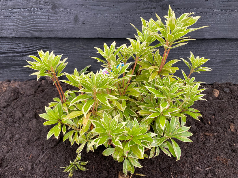 Rocky Heath - Pieris 'Flaming Silver'