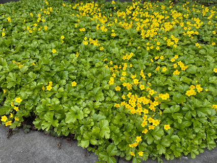 Goldene Erdbeere - Waldsteinia ternata