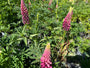 Lupine - Lupinus 'Gallery Pink'
