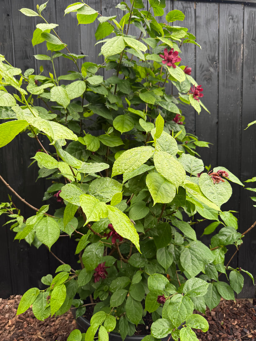 Bohnenkraut / Gewürzstrauch - Calycanthus 'Hartlage Wine'