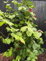 Bohnenkraut / Gewürzstrauch - Calycanthus 'Hartlage Wine'