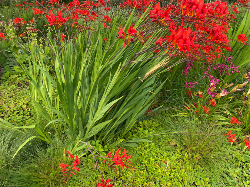 Bio-Montbretia - Crocosmia 'Lucifer' TIPP