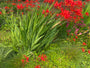 Bio-Montbretia - Crocosmia 'Lucifer' TIPP