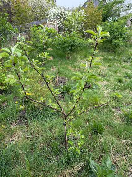 Bio-Apfelbaum - Malus domestica 'Jonagold' Kompakt, Halbstamm