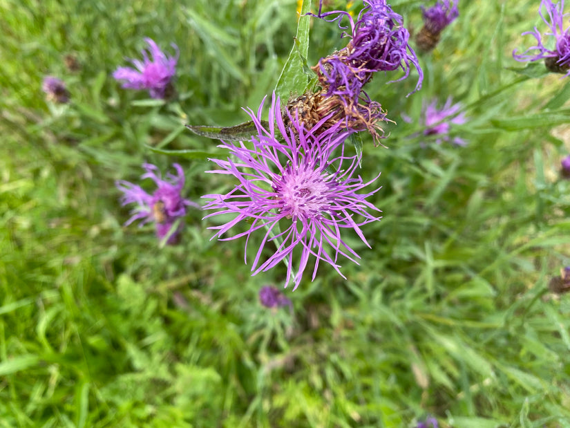 Flockenblume - Centaurea jacea