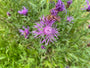 Flockenblume - Centaurea jacea