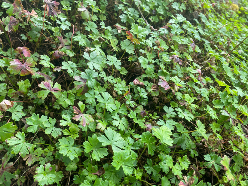 Storchschnabel - Geranium dalmaticum