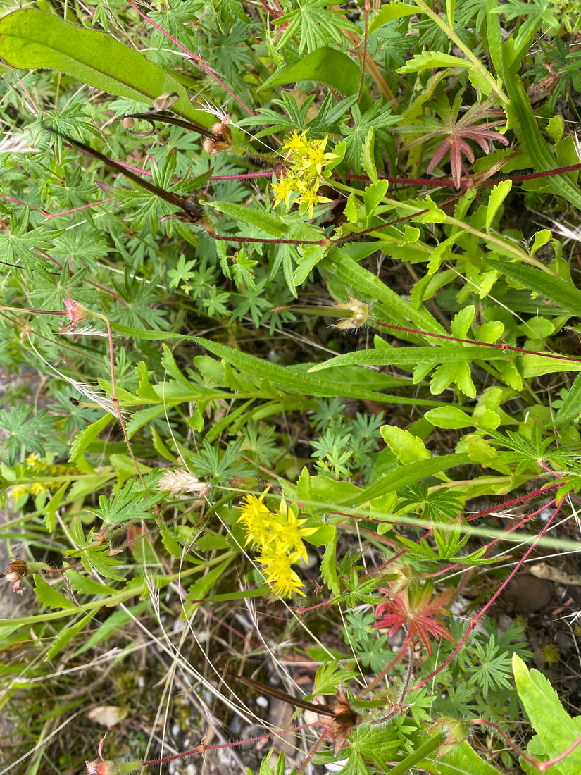 Gelber Morgenstern - Tragopogon pratensis subsp. pratensis