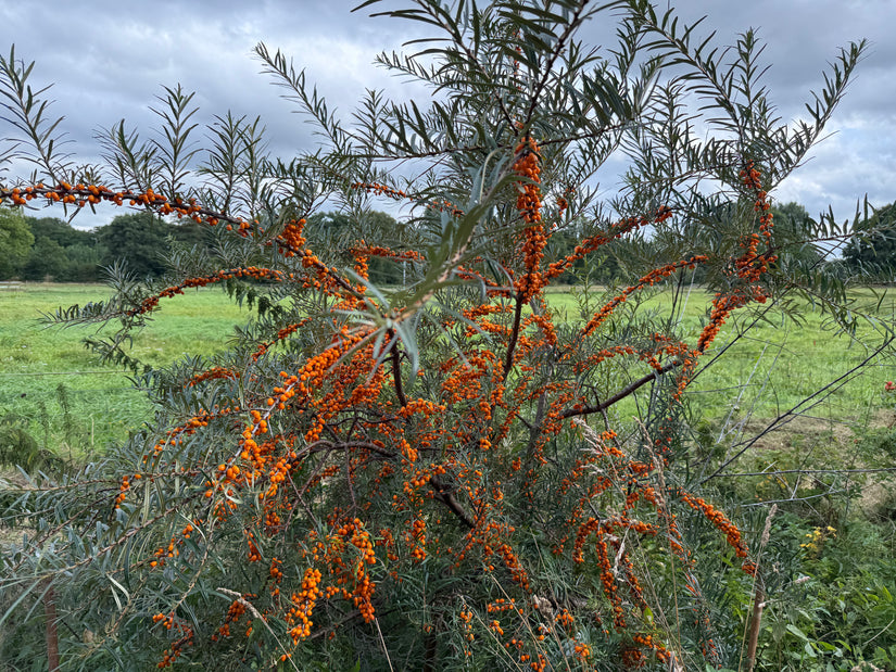Sanddorn - Hippophae rhamnoides