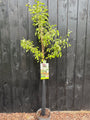 Schmorbirnenbaum - Pyrus communis 'Gieser Wildeman'