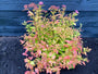 Japanische Spirea - Spiraea japonica 'Firelight' TIPP