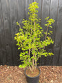 Gelderrose - Viburnum Opulus