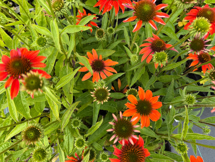 Sonnenhut (Orange) - Echinacea 'Lakota Orange'