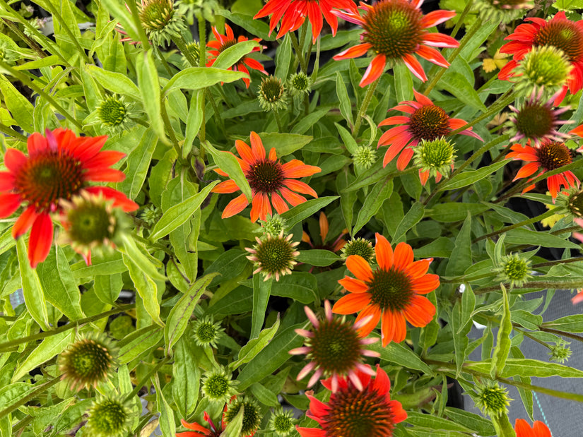 Sonnenhut (Orange) - Echinacea 'Lakota Orange'