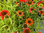 Sonnenhut (Orange) - Echinacea 'Lakota Orange'