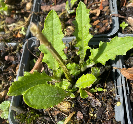 Federdistel (weiß) - Cirsium rivulare 'Frosted Magic'