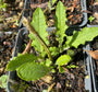 Federdistel (weiß) - Cirsium rivulare 'Frosted Magic'