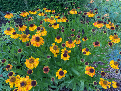 Sonnenkraut - Helenium Autumnale