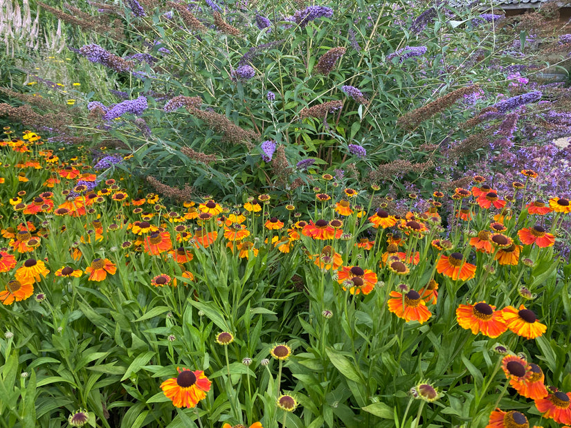 Bio-Sonnenkraut – Helenium „Moerheim Beauty“ TIPP