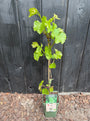 Traube (Weiß) Bio - Vitis vinifera Bianca